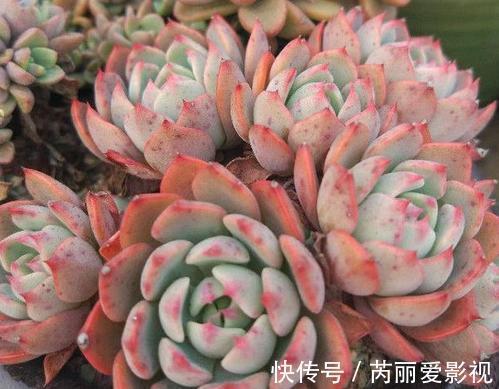 给多肉喂2种肥水,15天喝一次,叶片圆滚滚,长成肉墩子!