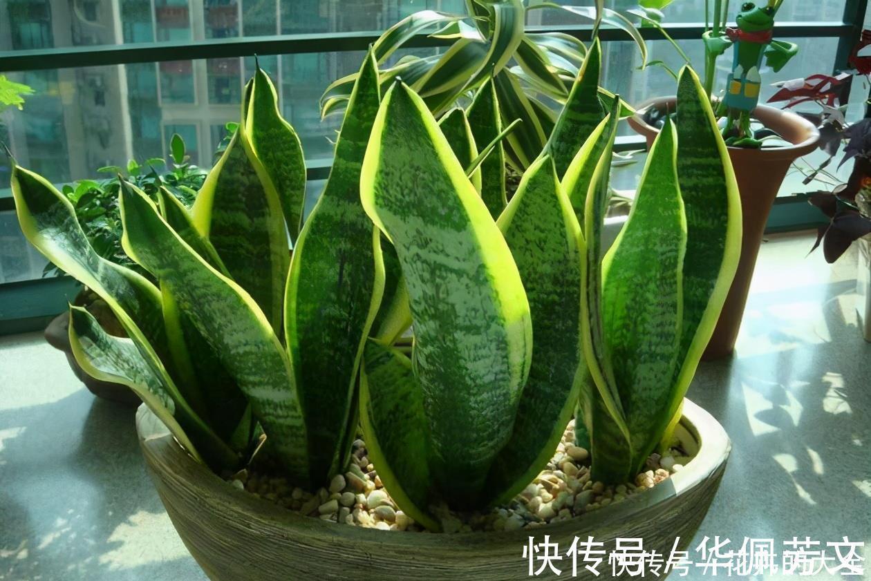 这些“娇气花”,冻坏也别扔,剪一刀,救一命