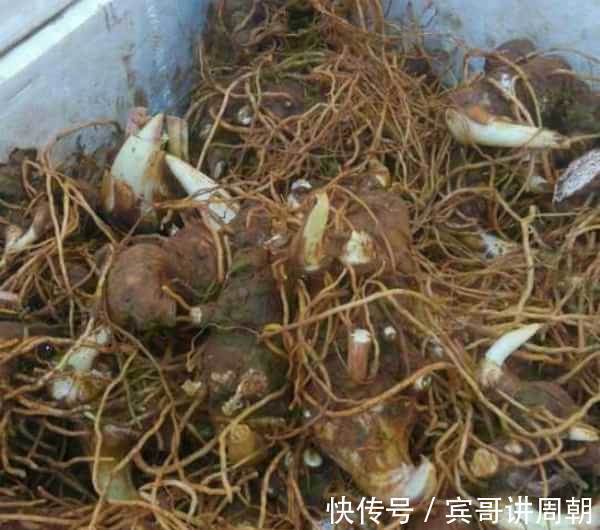 蒲公英|农村的抗癌野菜,过去都被当成杂草,如今市场卖到了780元一斤