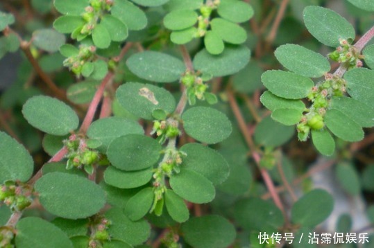 女人|农村不起眼的杂草却是女人的“救命草”,如今价值千金,你认识吗