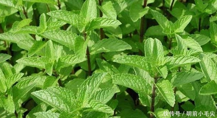 农村里夏天必吃的野菜 清凉作用和 缓解蚊虫叮咬 你有吃过吗 全网搜