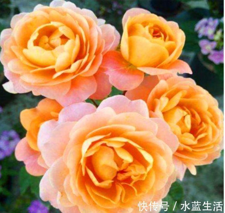 长花|阳台就养几种花,花期长花量大,一盆千百朵,枝头花苞满