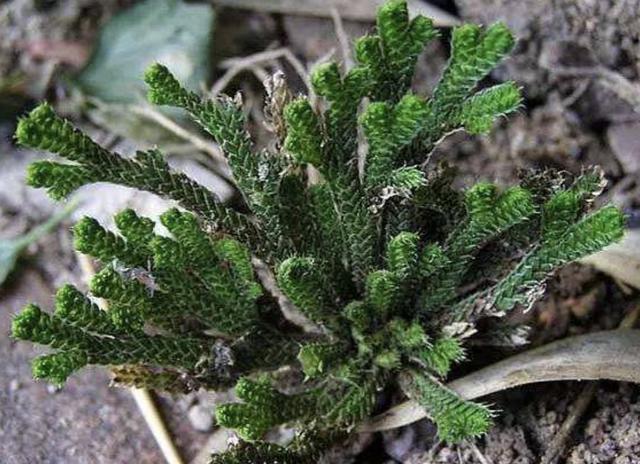 1种野草“很特别”,长在“石缝里”,挖回家种,2年后有价值!