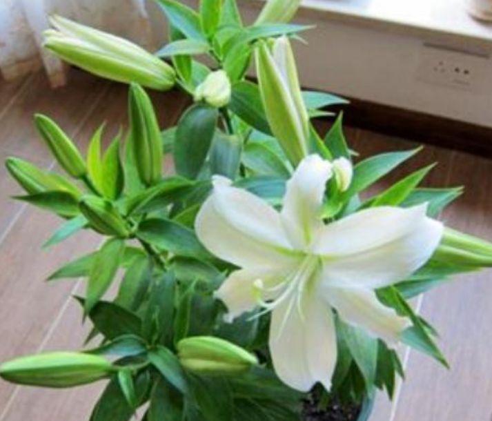 4种花自带财运,家里养一盆,美丽鲜花,家里变成“小花园”