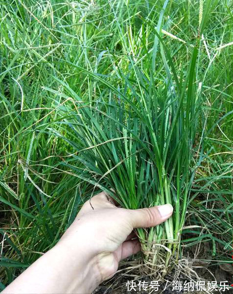 乙型脑炎|路边常见的“牛筋草”,百姓身边的中药!虽不起眼,但很珍贵!