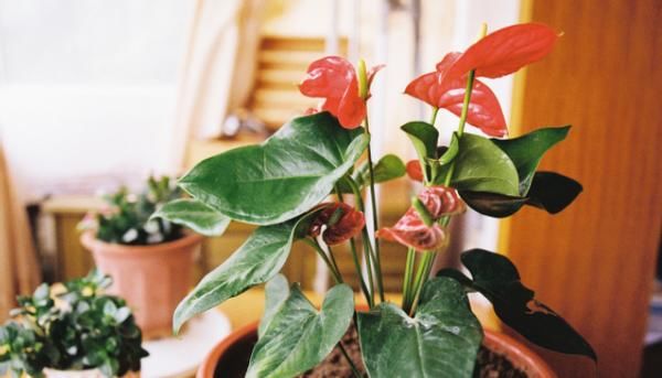 爱养花，先从这4个方面出发，防范盆栽日常患上病虫害吧