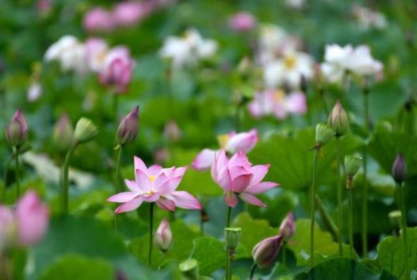 防暑|今日小暑｜倏忽温风至 这份防暑养生宝典快收好