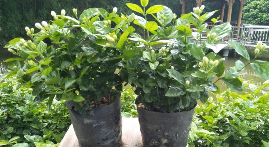 茉莉|夏季养茉莉,想花开爆盆,芳香四溢,盆栽管理得注意此3点