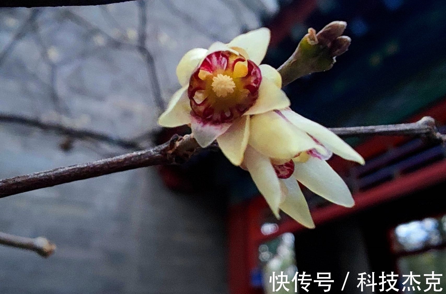 京城梅花先趁小寒开