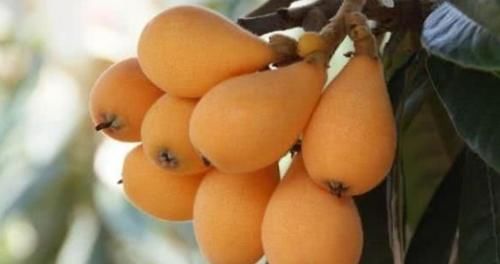 小蛮腰|秋天女性想要身体好，推荐3种食物，平肝降压，减肥消脂营养瘦身