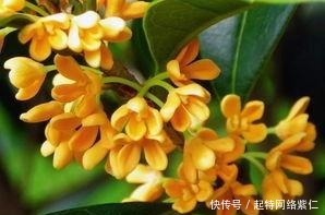  方法|如何养护桂花，盆栽桂花的养殖方法有哪些