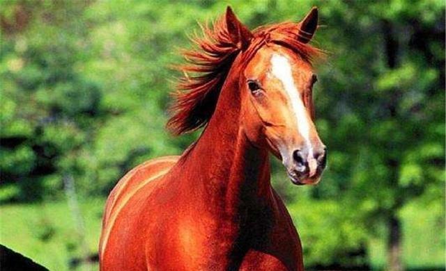 孙权|三国名马排名,前五名都有谁第一却不是刘备的的卢马