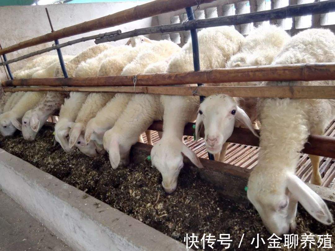 瘤胃|羊瘤胃积食怎么治疗?羊瘤胃积食快速解决方法,学会了很有用