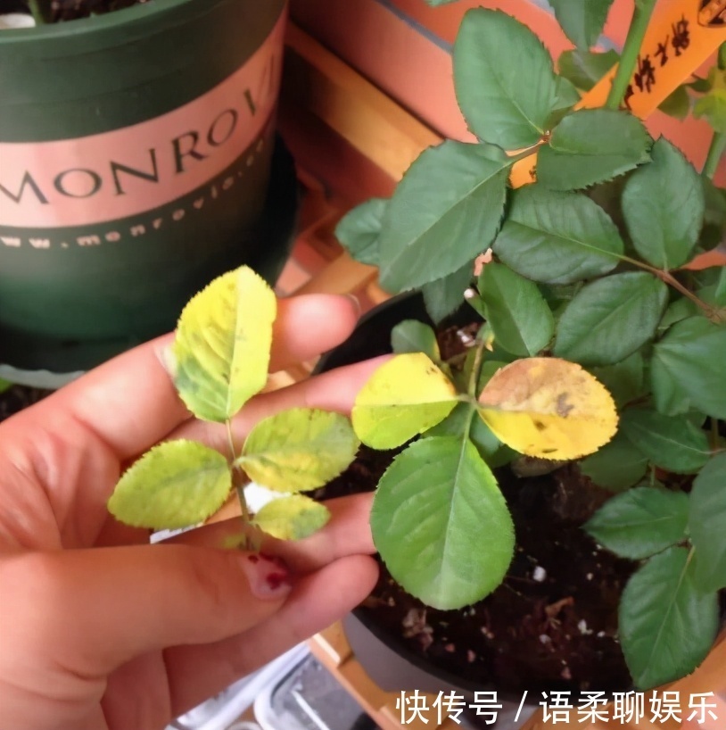 光照|总结养花“十大问题”,只要学会,你就是养花大神