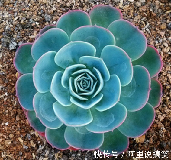 精挑细选32种多肉植物,1分钟掌握养护技巧,非常实用