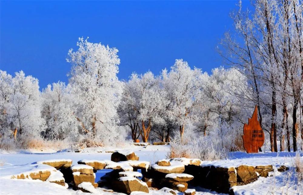 邂逅|这个冬天来金塔沙漠胡杨林，邂逅一场不一样的冰雪奇缘~