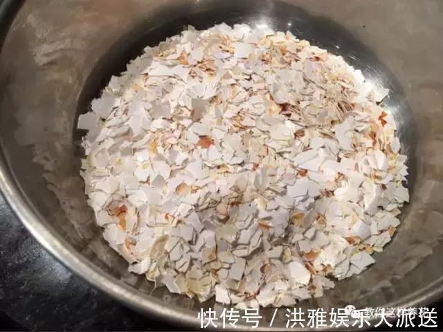 吊竹梅|3种吊兰别这么养，不然疯长爆芽，控制不住！