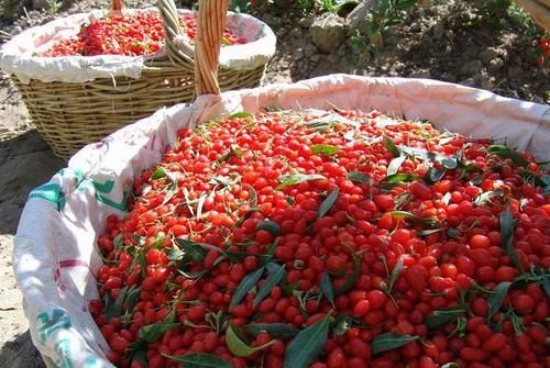 警惕：枸杞子有3大副作用。不要不當(dāng)回事