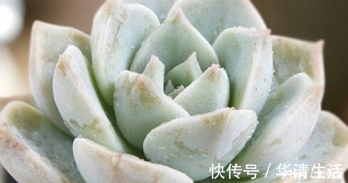 多肉度夏难?选择这些多肉植物准没错,安全度夏无压力!不要错过