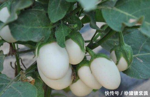 阳台|婆婆在阳台种“鸡蛋”,1盆能结“30个”,全家够吃,邻居太羡慕