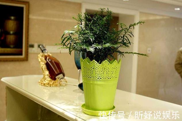 绿植|家装甲醛污染怎么办3个小办法,还你一个清新美宅