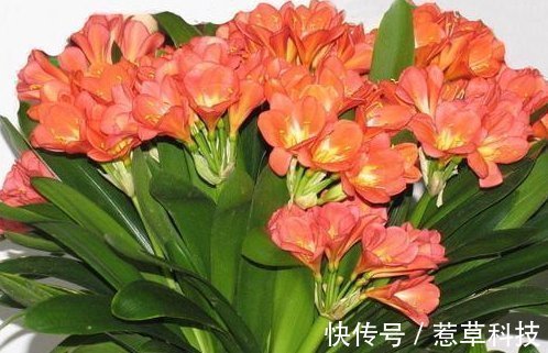 夏季|夏天养护君子兰有讲究,这几点千万要做好,否则难以安全度夏