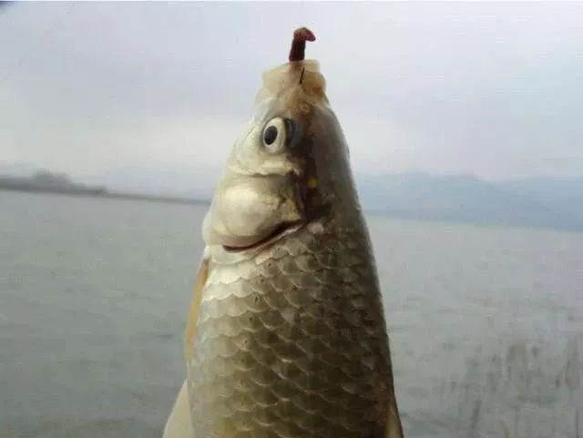 钓鲫鱼不能补窝，一补窝就停口你用错了方法，想不停口都难