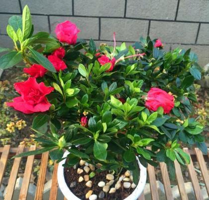 阿司匹林|花儿根系长不好?可以喂点“壮根水”,15天用一次,长出萝卜根