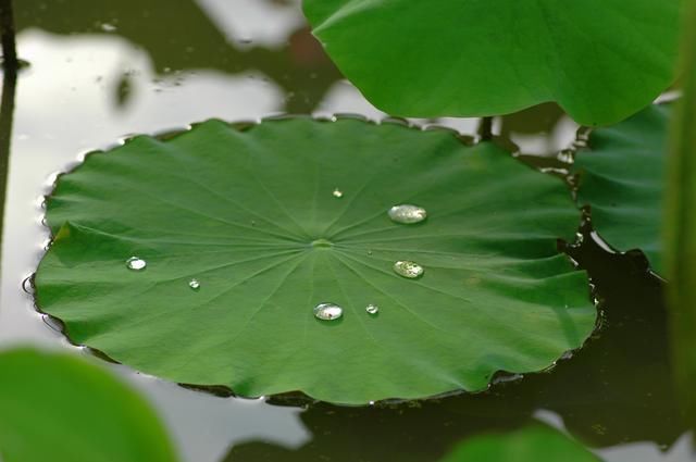 青衫@杨鑫诗词23首一抹斜阳对酒卮,忍将客路负佳时