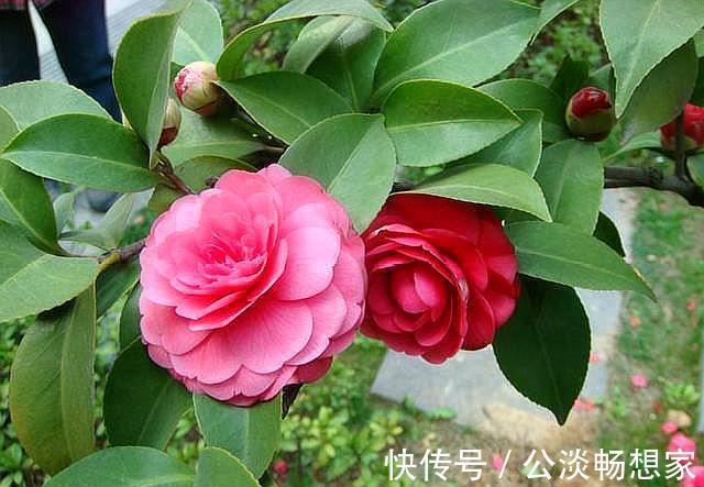茶花换盆有“方法”，做好“几点”，叶子不脱落，7天就开始长根
