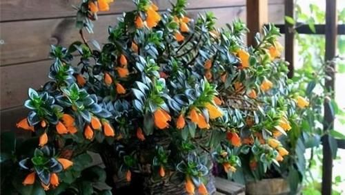 3种喜阴花,摆在北阳台,少晒太阳,少管它,阳台上开满了花