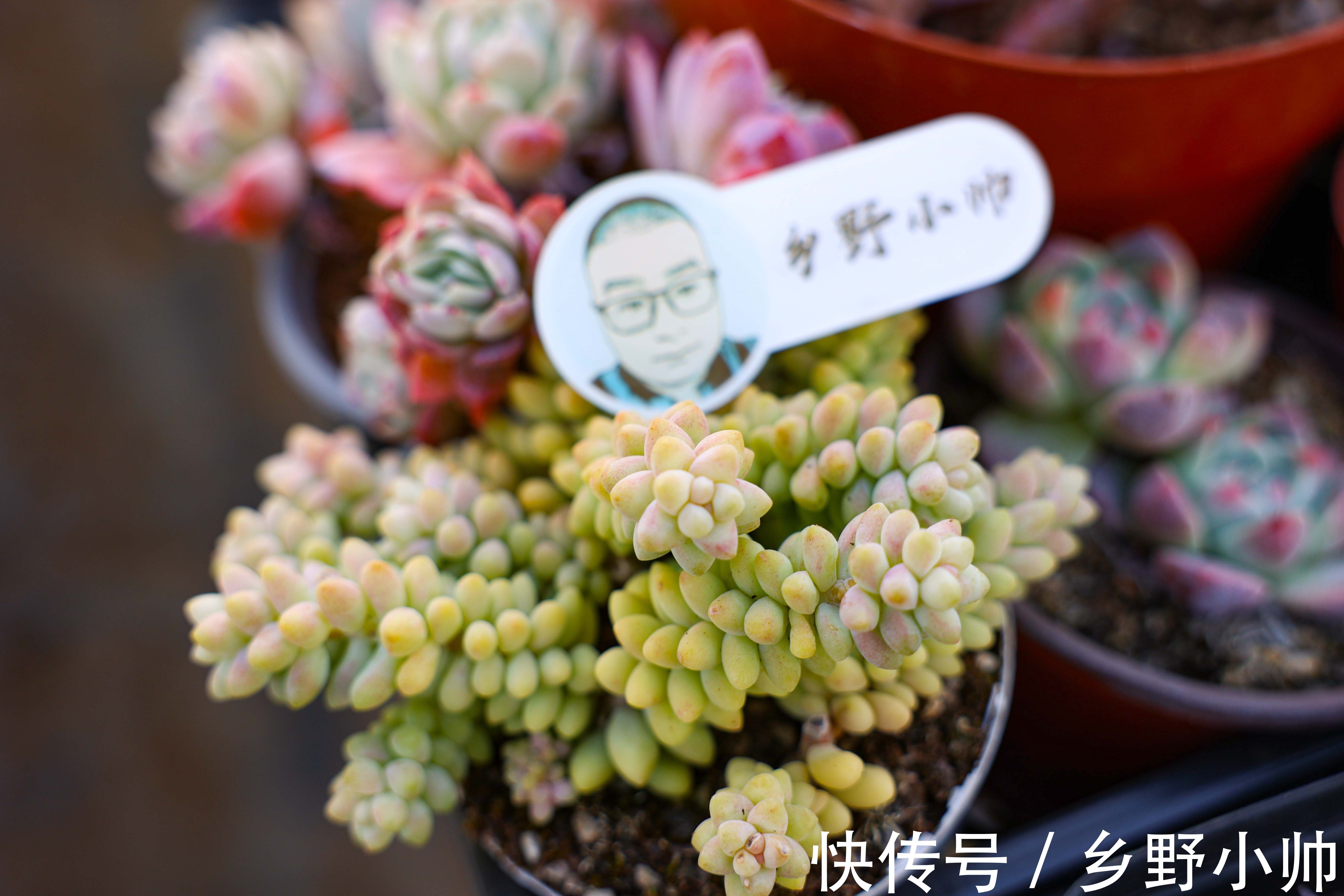 养好它,半年收获一大盆,冬日美肉之,笨芭、桃蛋篇