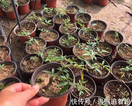 还在养吊兰3种花剪根枝,插土里就能活,半年成花墙,太惊艳了