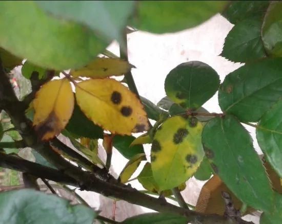 栀子月季，花还没开就发黑掉落，这些原因一看就懂！