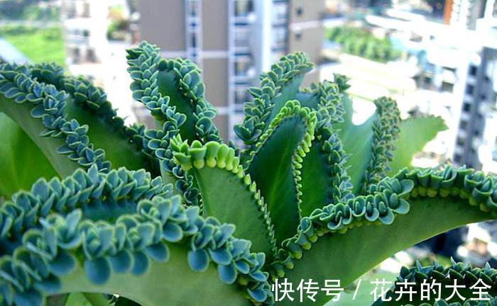 不死鸟|什么花也养不活?3种“漂亮花”,爆盆速度让人“害怕”