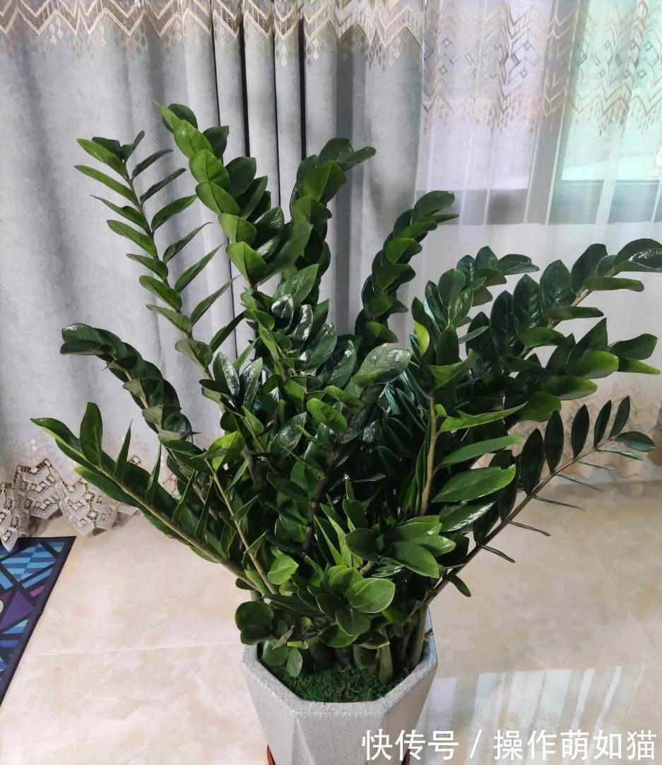 7种“吉利花”,家里养一盆,顺顺当当又漂亮,养人又旺家