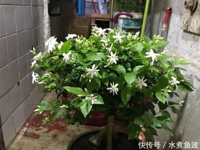 6月养茉莉,做好这3点,让茉莉生长有动力,爆花不断
