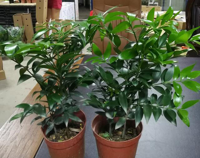 盆土里掺这2样东西，不用施肥，花都长满盆！