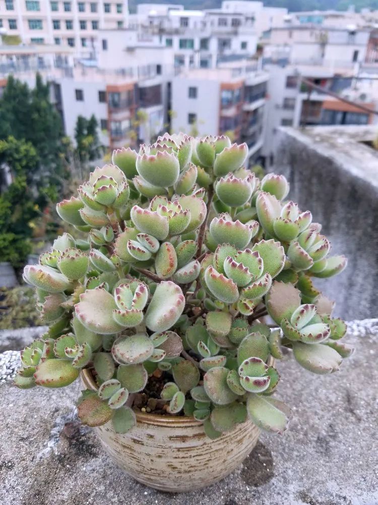 养肉三年,分享养肉经验,谈谈适合逆开挂区的多肉!