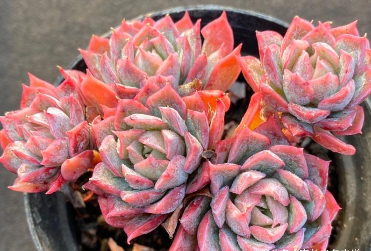 多肉蓝安娜为什么又叫火焰杯?若是你看过它最美的状态就会懂了