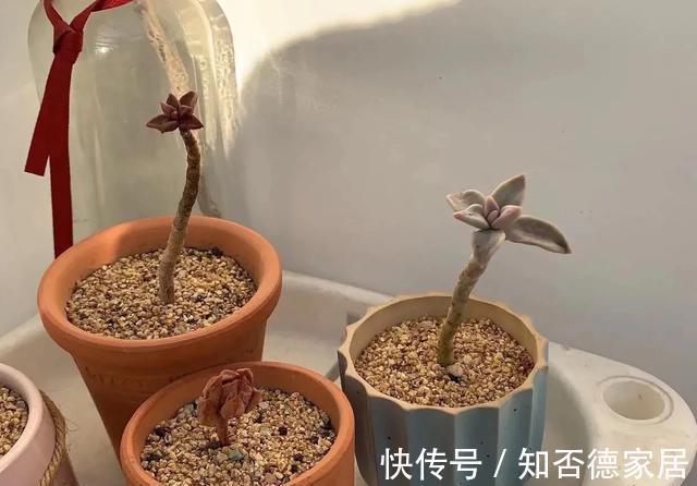 介壳虫|多肉出现病虫害,别只是傻傻地喷药,用上一招,事半功倍