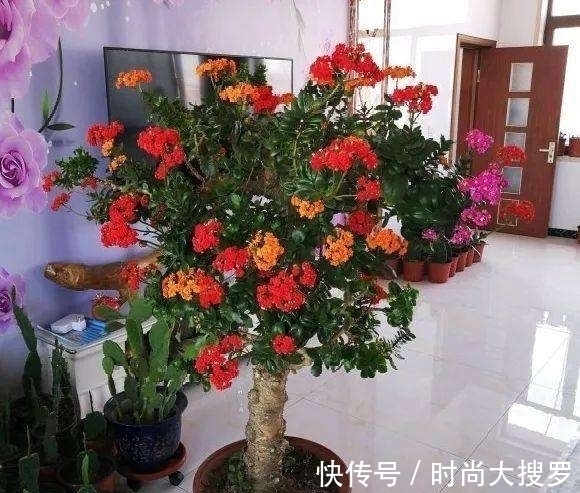 养长寿花，用这法，1年就能成老桩，开满五色花，独特又吉祥