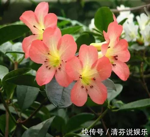 想要常年都能看见绿植开花,那就养这几种吧,花期超长!