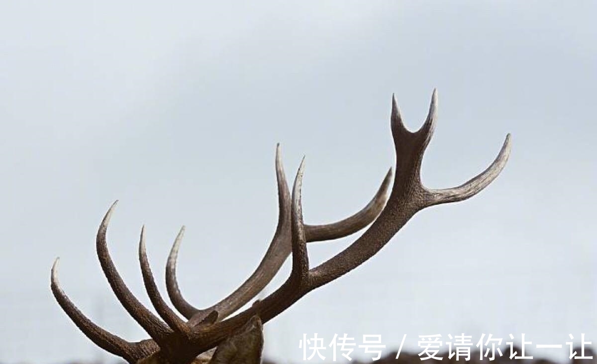 玛雅$千年前的玛雅人都吃啥?鹿文化的兴起,不仅要吃肉还拿来做工具