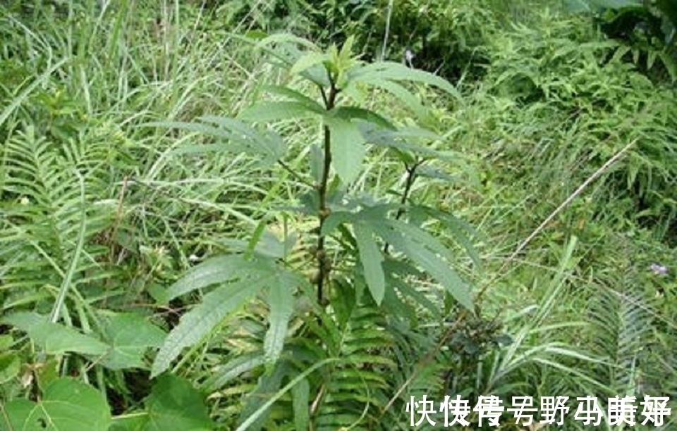 五指毛桃|深山里的“五爪龙”，山里人常吃美味，是女性产后疗养的佳品