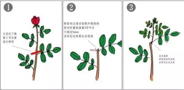 养三角梅、月季花,学会“催花”,开花一年比一年多,花期更长