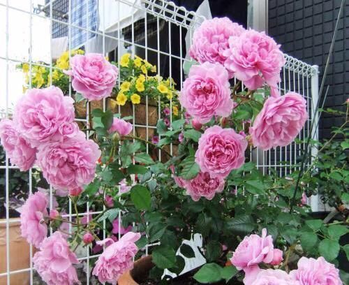 3种花不怕冷,遇水就疯长,寓意美好,花期超长!