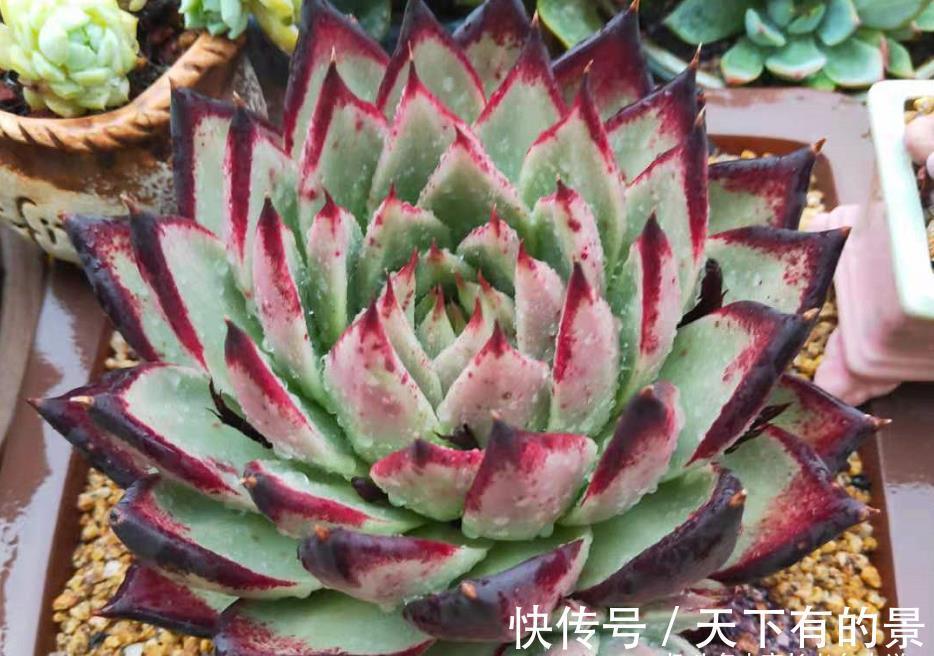 叶片|养多肉厌倦了不停地买？那内部挖潜自己叶插吧！秋天正是最佳时机