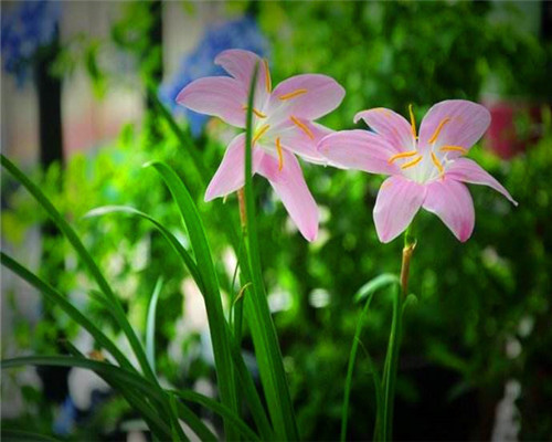 花卉如何度过多雨季节教你需要预防的3件事，别说没提醒