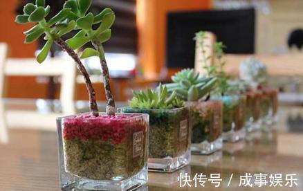 行为|养花人最忌讳的5种行为,只要做其中1种,你的盆栽必死无疑